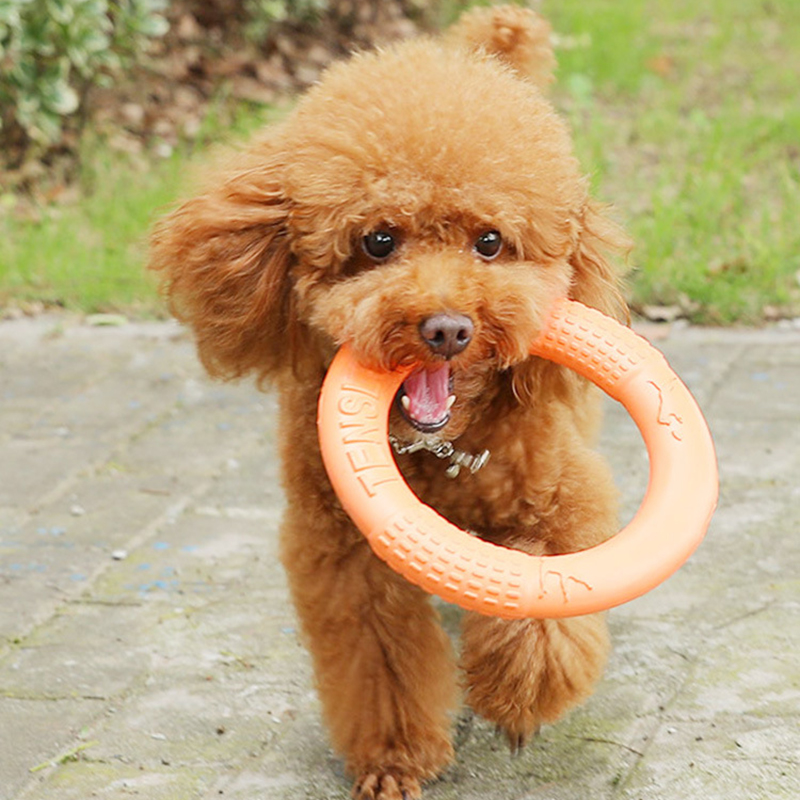 Anneau d'entraînement pour chi - Indestructible Dog Chew Toy avis et prix