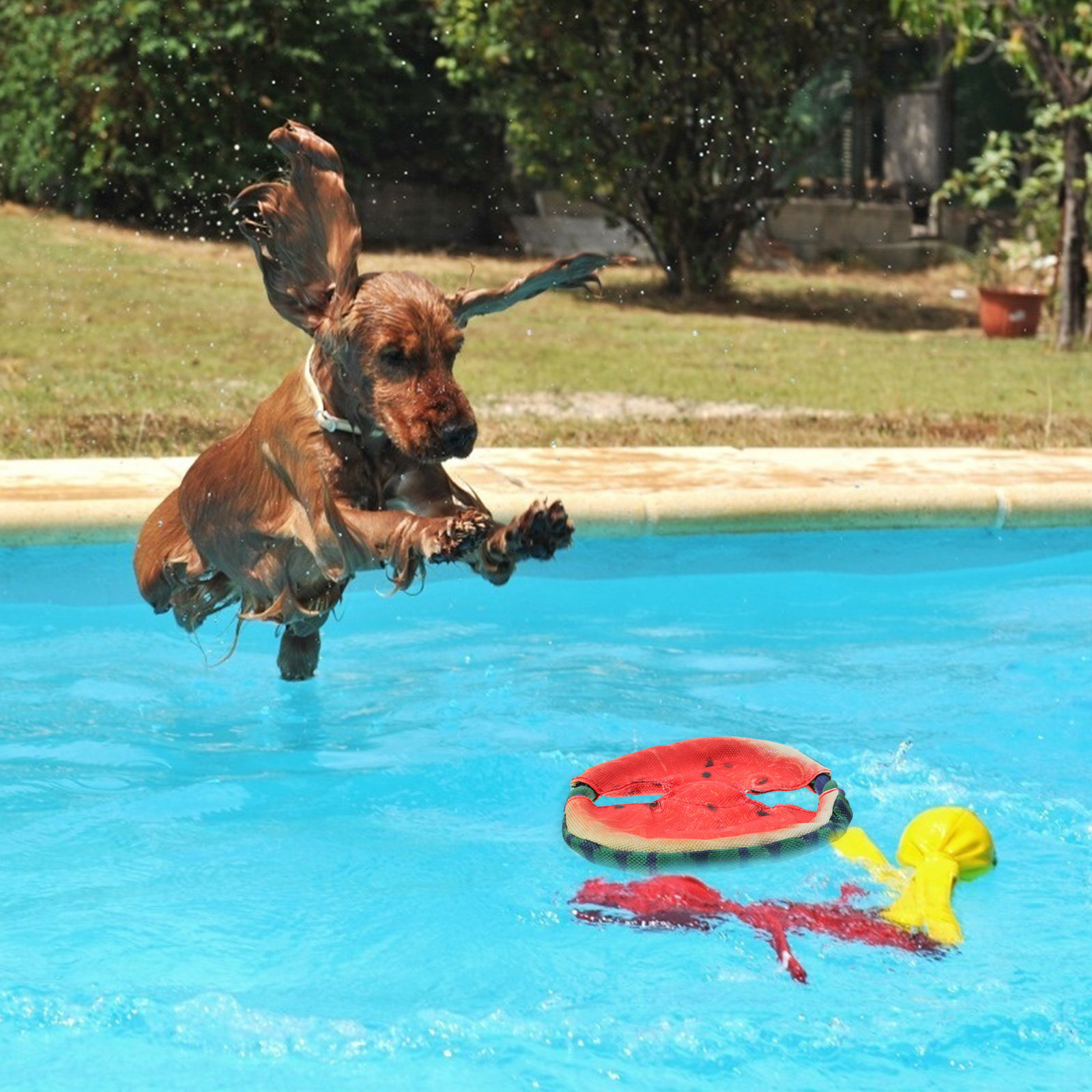 Disque volant pour chien, moti - Flying Disc Dog Training Toy avis et prix