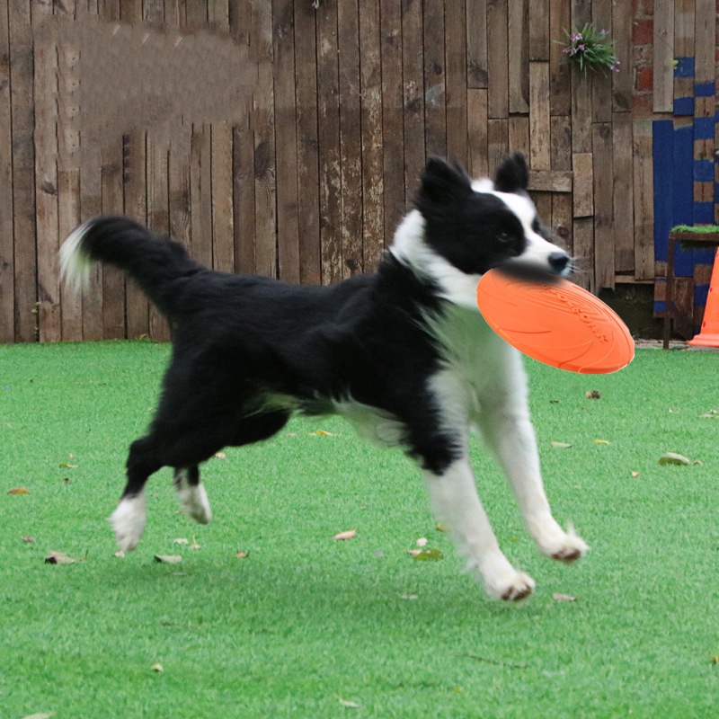 Soucoupe volante interactive e - Flying Disc Dog Training Toy avis et prix
